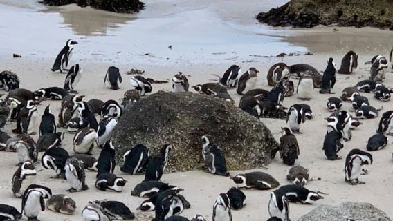 Private Tour mit Pinguinbegegnung zu Cape Point und Boulders Beach
