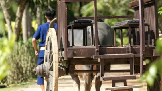 Peternakan Tua Phuket: Tur Berpemandu