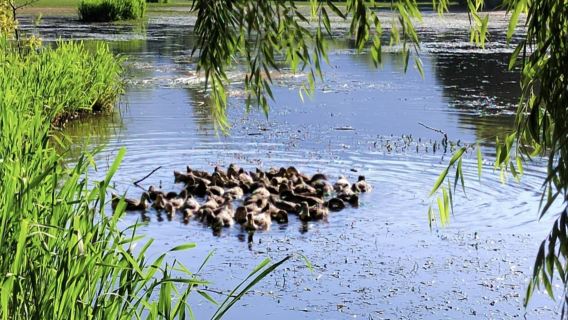 Aventuras en los paisajes de Dali|Navegar por el Lago Azul, buscar fragancias en el jardín de perales, cocer huevos en aguas termales y visitar el mercado de té y caballos.