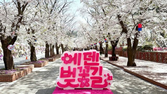 ทัวร์ 1 วัน ชมซากุระที่โซล เกาหลี | เกาะนามิ × สวนอัลปาก้า × ถนนซากุระสวนอีเดน