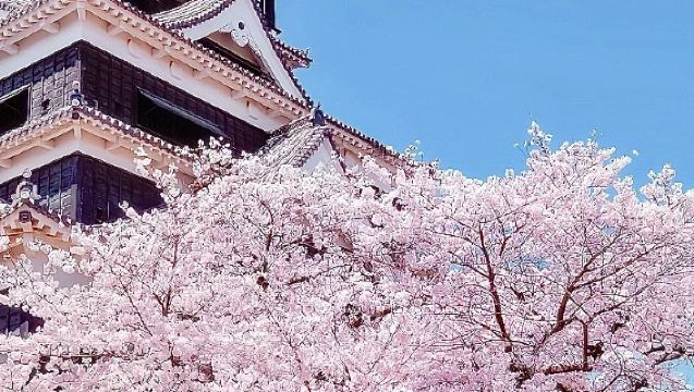日本東京：上野公園-東京國立博物館-銀座-澀谷 包車遊