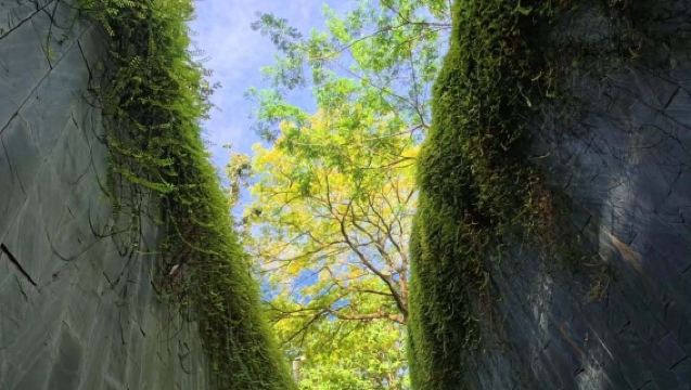 新加坡／殖民遺韻・自然秘境・人文慢旅親子遊・ 靜謐高端小眾