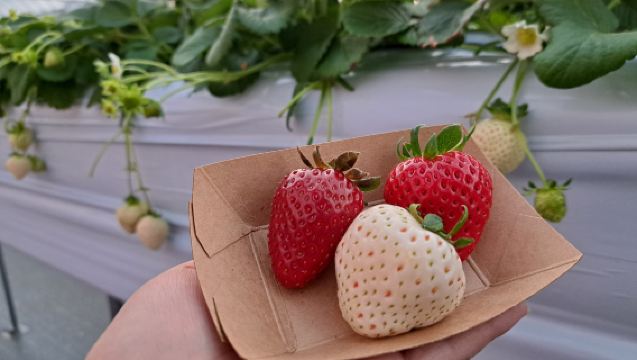 도쿄 이카호 온천과 가와고에시 당일 치기 여행 - 고베 비프 점심 포함