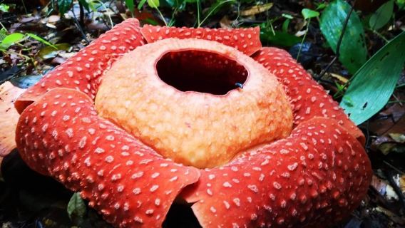 [2-9 Orang] Lawatan Sehari ke Taman Negara Gunung Gading Sarawak · Bunga Rafflesia (Termasuk Makan Tengah Hari)
