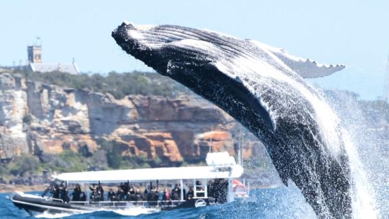 Excursión de un día para avistar ballenas en Sídney - Barco gris o negro, opción de crucero o lancha