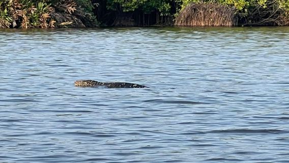 Mirissa: Mangrove Kayak Safari with Wildlife & Bird watching