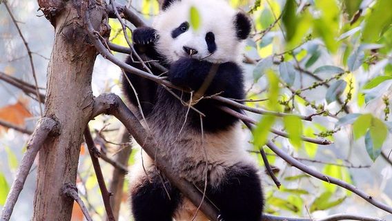 ChengduTours