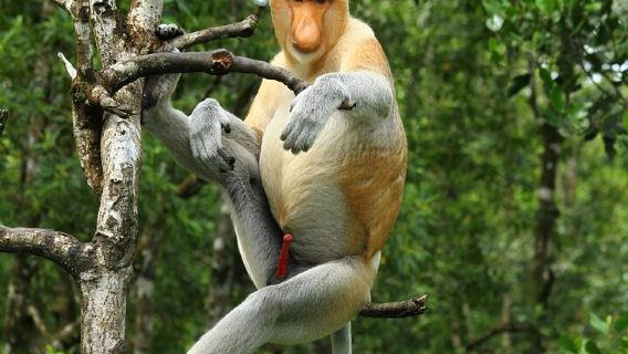 Day Trip Sepilok Orang Utan & Labuk Bay Proboscis Monkey