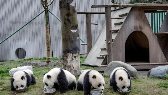 Depart from Chengdu: Wolong Shenshuping Base of Giant Pandas + Yingxiu Epicenter Site + Dujiangyan attraction