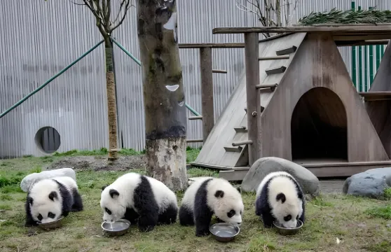 臥龍中華大熊貓神樹坪基地+都江堰一日遊（成都來回包車）