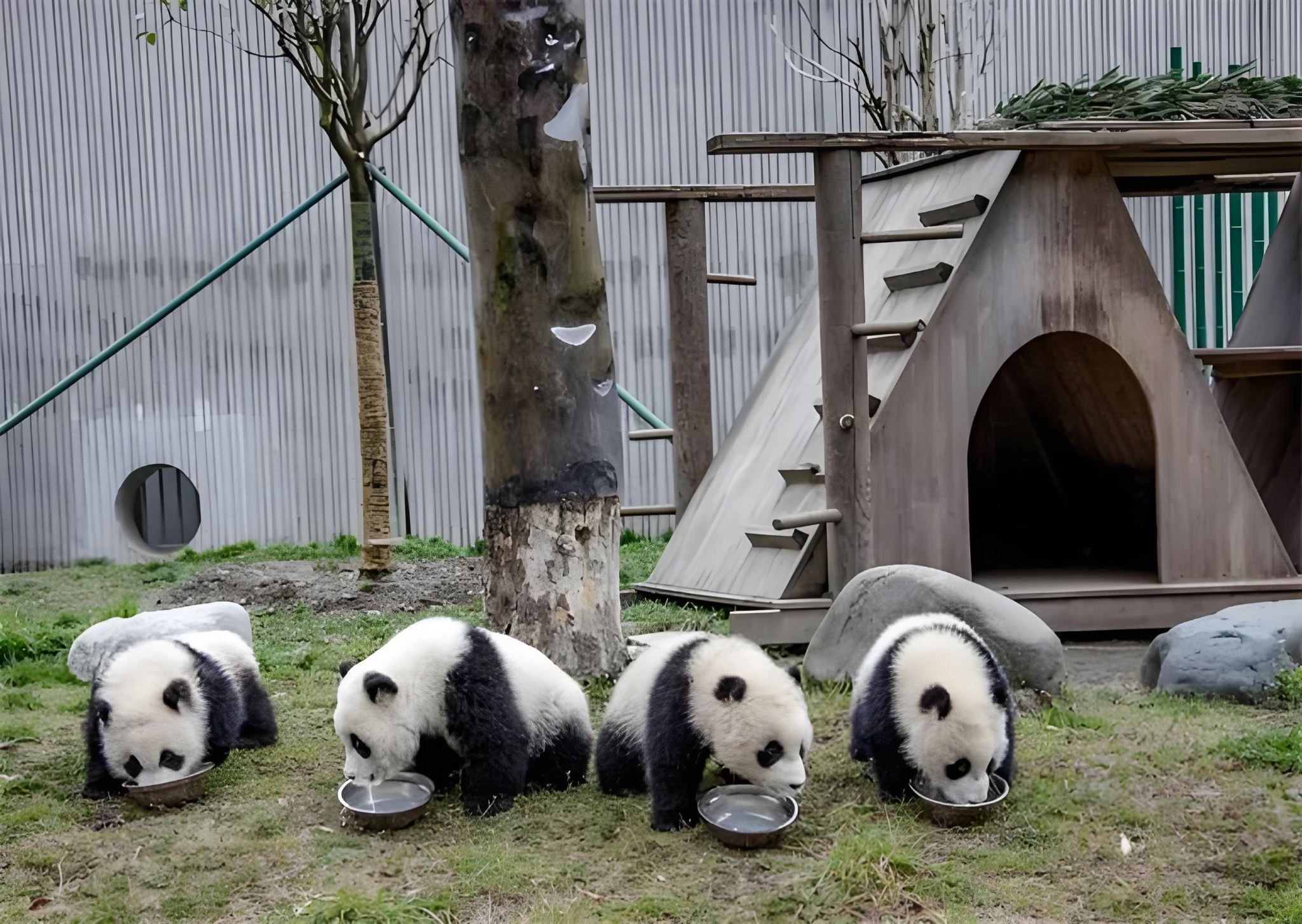 Wolong Chinesisches Großer Panda Shenshuping Basislager + Dujiangyan Tagesausflug (Hin- und Rückfahrt Privattransfer ab Chengdu)