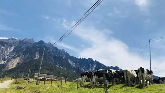 Kota Kinabalu, Sabah | Top trải nghiệm tại Kundasang: Trang trại bò sữa Desa, Đường đi bộ Canopy và Thịt lợn rừng