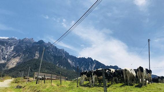 Kota KinabaluTours
