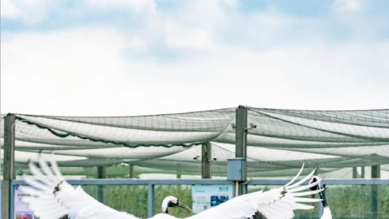 Yancheng Red-crowned Crane Wetland + Dutch Flower Sea + Zhuxi Ancient Town + European Flower Street one-day tour English service available