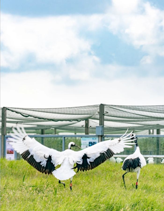 Tagesausflug mit chinesisch-englischem Service zu Yancheng: Feuchtgebiet der Mandschurenkraniche, Holländische Blumenfelder, Zhuxi Altstadt und Europäische Blumenstraße