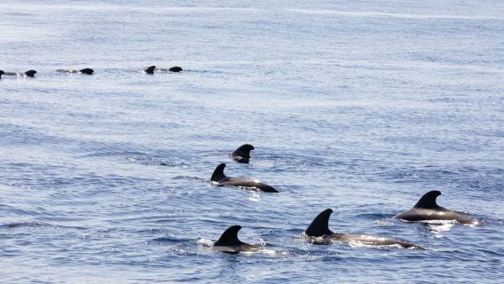 マデイラ島：クジラとイルカを見る木造ボートツアー