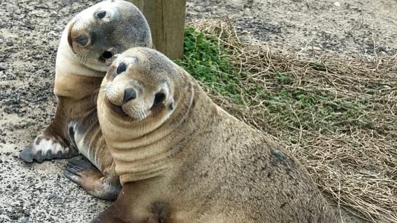 Kangaroo Island: Scenic, Nature & Wildlife Tour