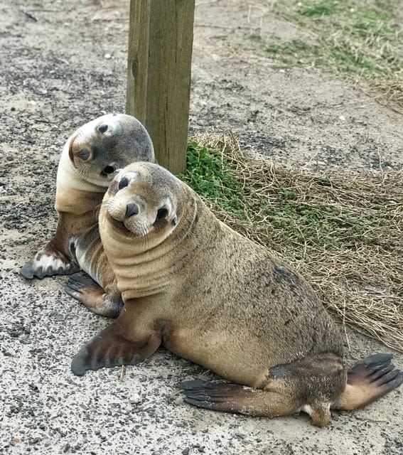 Kangaroo Island: Scenic, Nature & Wildlife Tour