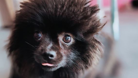 Boarding for New Dogs, with free 30 minute intake appointment - 14 Days