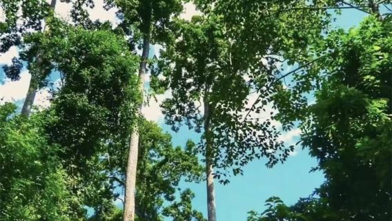 Tour privato di un giorno agli alberi del paradiso a Xishuangbanna