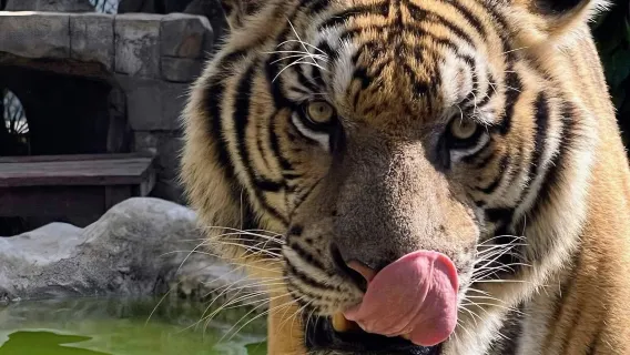 Tiger Kingdom [Pick-up & drop-off at the hotel|Great for families|Close Encounter With Tigers