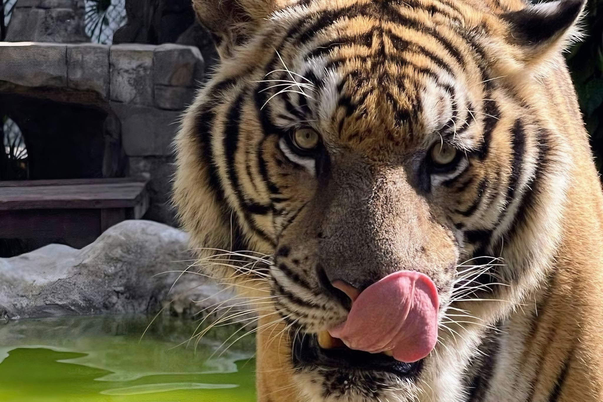 Tiger Kingdom [Pick-up & drop-off at the hotel|Great for families|Close Encounter With Tigers