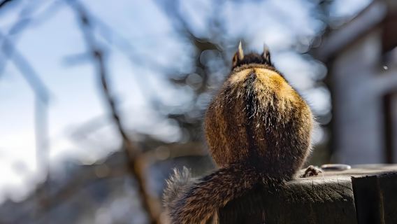 西嶺雪山ワンデーツアー【成都往復/スキー/雪景色鑑賞/英語ガイドオプション】