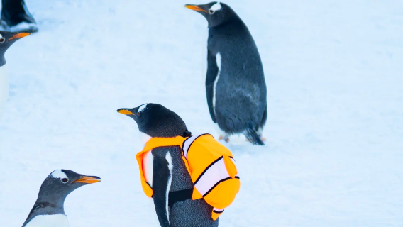 Harbin Sun Island Polar Penguin Hologram + Panda & Flower Garden Cute Animals Day Tour