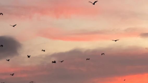 ทัวร์ครึ่งวันสปีดโบ๊ตชมค้างคาวยามเย็นที่เกาะคาลอง โคโมโด (ทัวร์แบบกรุ๊ปรวม)