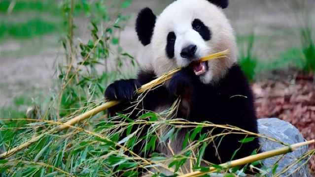 熊貓基地+三星堆【VIP包車小團含門票+獨立用車+上門接駁】