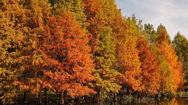 15人團鐘山風景｜中山陵景區+美齡宮+明孝陵+音樂台打卡一日活動
