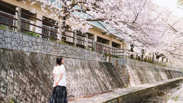 Fukuoka: Sakura and Zen, A Journey into Japanese Serenity Half Day Private Tour