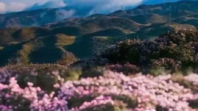 六盤水烏蒙大草原一日遊【賞杜鵑花/開車進入景區/上門接駁】