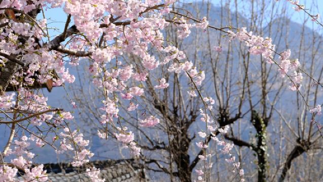 1-day tour to Dazaifu Tenmangu & Beppu Cable Car & Yufuin Kinrin Lake during cherry blossom season in Oita, Japan