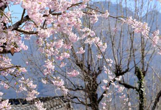 Day Trip to Dazaifu Tenmangu Shrine, Beppu Ropeway, and Yufuin Kinrinko Lake in Oita, Japan