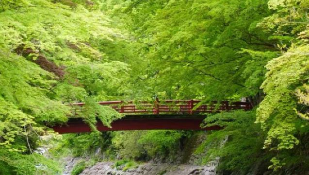 伊豆：伊豆全景公園+修善寺+淨蓮瀑布【中文包車/行程可調】