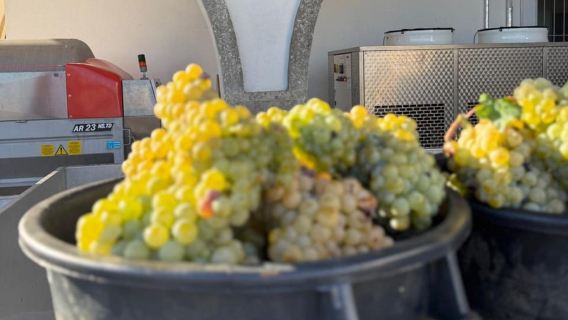 Winery Tour with Wine Tasting & Light Lunch near Otranto