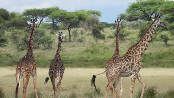 Tanzania: Tailor-Made Safari with Accommodation Options