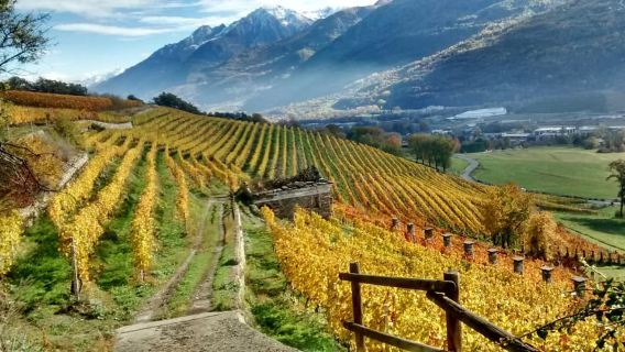 Aosta Valley: Visit and wine tasting at the Grosjean winery