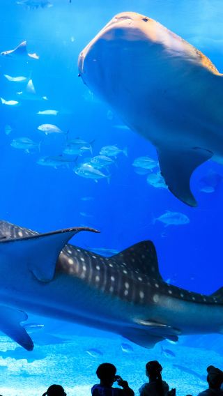 拉度美麗海號｜含美麗海水族館入場券的沖繩一日巴士之旅