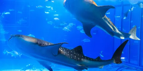 美麗海水族館號|附入場券的沖繩一日遊巴士之旅