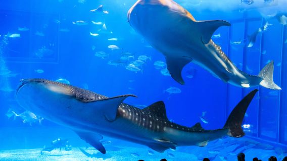 Rado Churaumi Bus | Churaumi Aquarium (Admission Included) Okinawa Day Trip Bus Tour