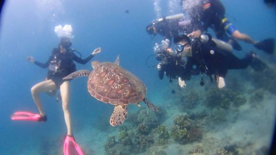 八打雁阿尼勞體驗深潛【馬尼拉周邊潛水一日遊】