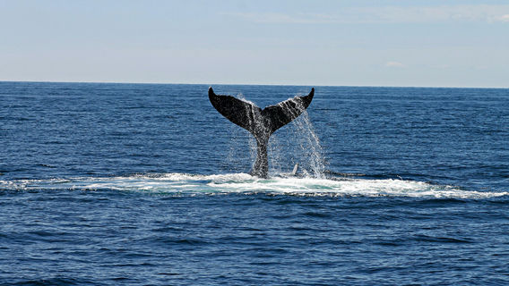 AucklandTours
