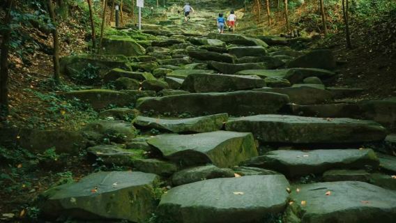 鹿兒島-霧島宮崎駿同款魔法森林-或高千穗牧場-包車/行程可調