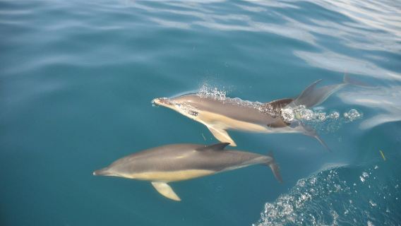 Caves in the Algarve and Dolphin-Watching Boat Tour from Albufeira