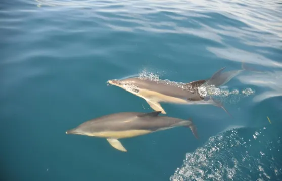 阿爾加維洞穴及阿爾布費拉出發觀賞海豚遊船之旅