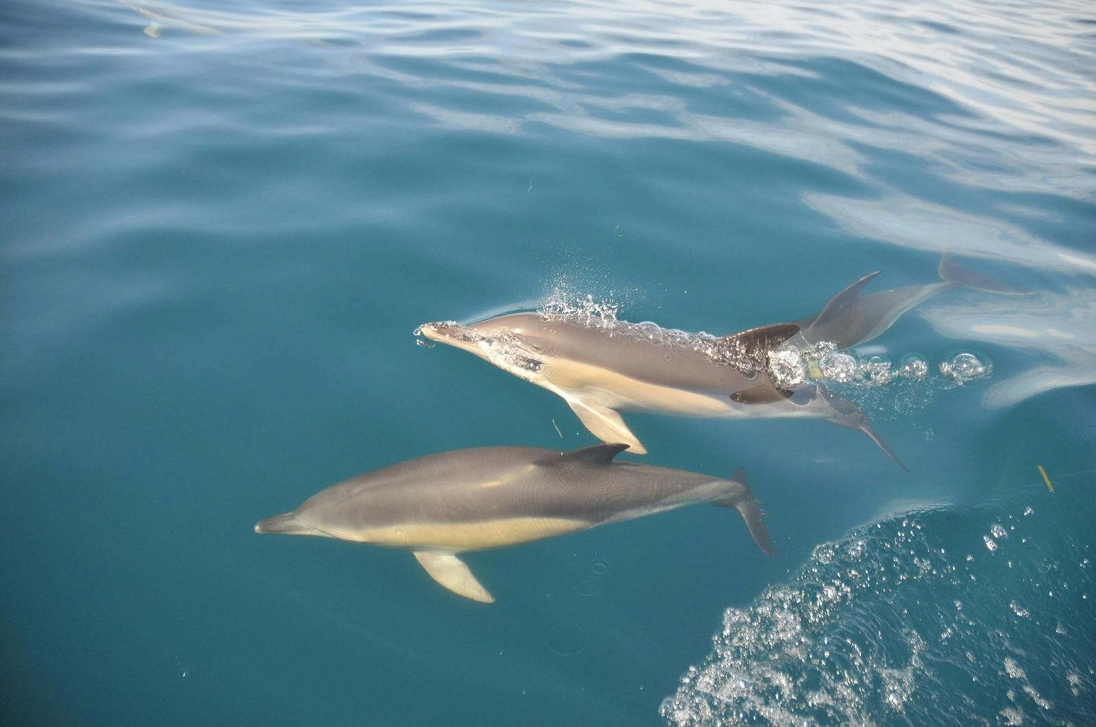 Caves in the Algarve and Dolphin-Watching Boat Tour from Albufeira