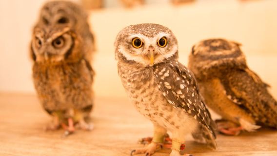 Owl Cafe Tokyo Akiba Fukurou
