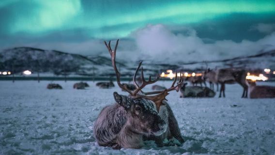 Tromsø: Chuyến đi trong ngày ngắm Bắc Cực quang, ăn tối và đi xe trượt tuyết tuần lộc